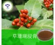 产品 厂加草珊瑚浸膏 486-21-5